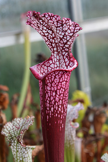 Sarracenia leucophylla 'Red Neck'